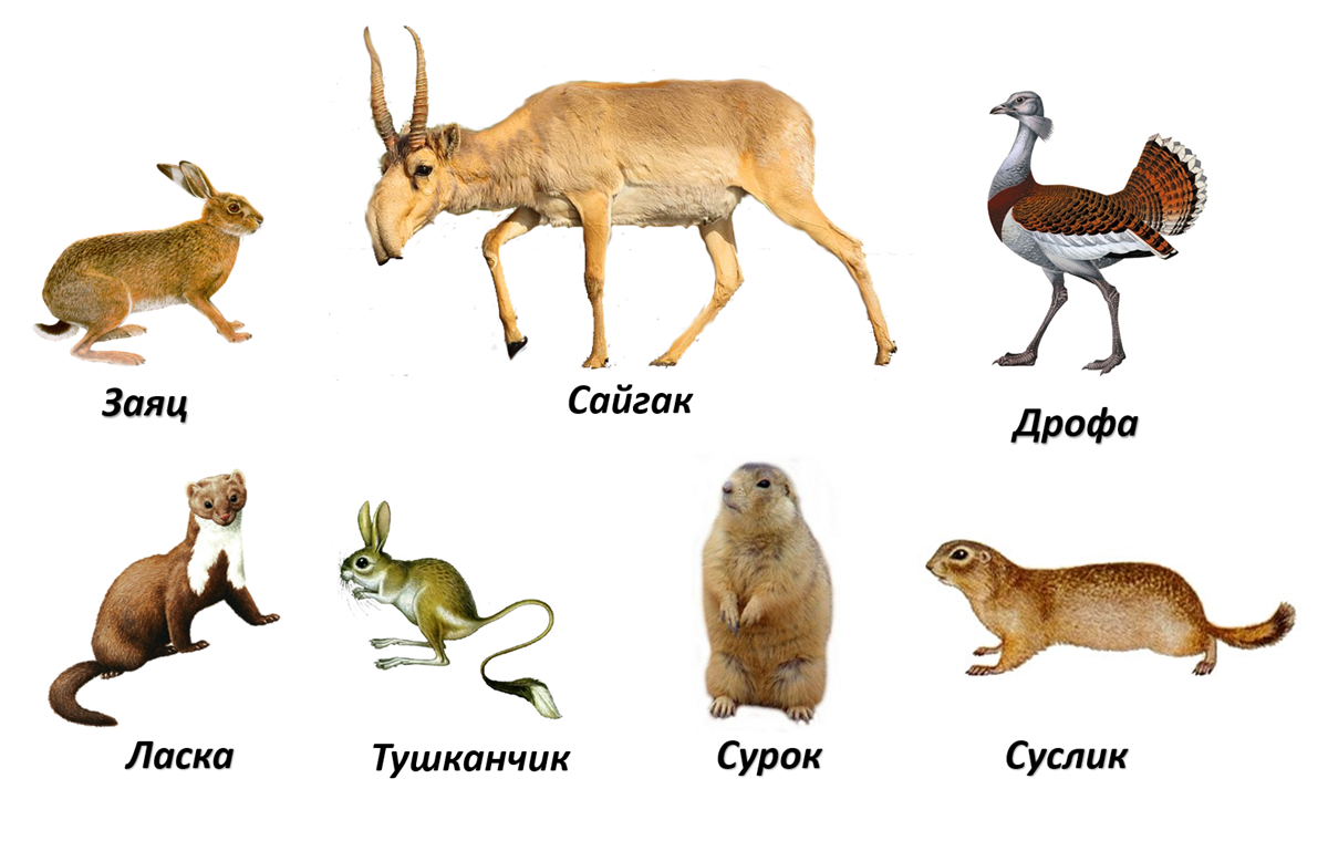Кто живет в степи животные. Животные степи. Животные степи России. Название животных в степи. Животные зоны степей.