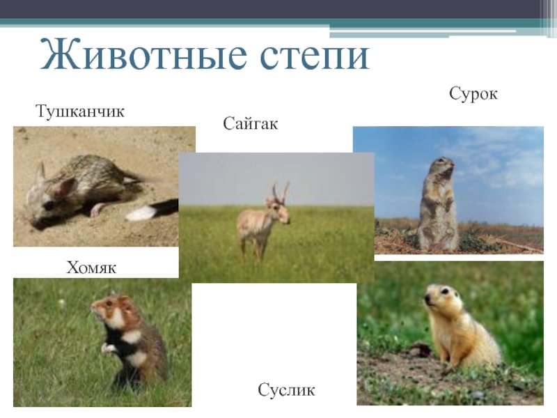 Выберите лишнее животное в природной зоне. Животные степи. Степные звери. Животные степи названия. Животные степи России.