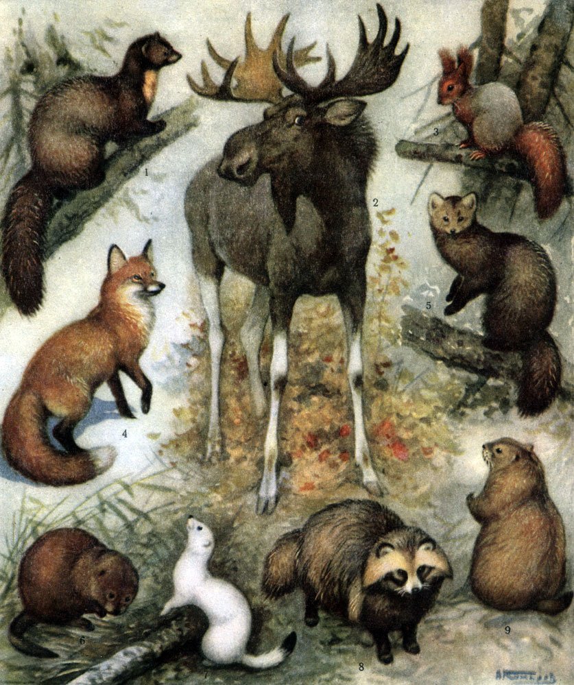 Животные русского леса