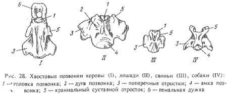 Хвостовые позвонки КРС