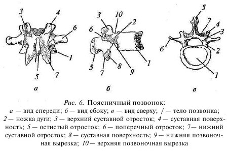 Поясничный позвонок вид сбоку сверху сзади