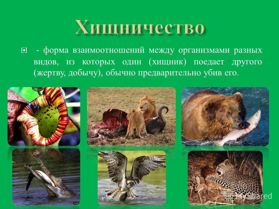 5 примеров хищничества. Взаимосвязи между организмами. Взаимоотношение животных в природе. Формы взаимоотношений в природе. Взаимоотношения между животными в природе.