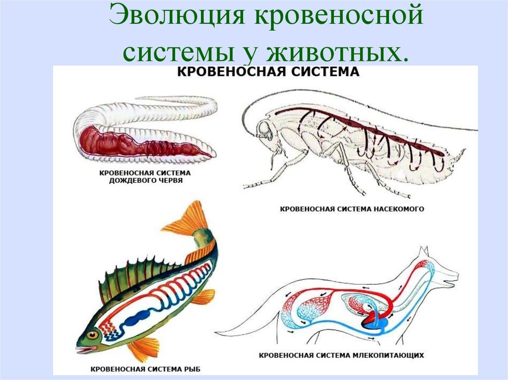 Эволюция строения органов и их систем. Системы органов животных схема. Кровеносная система рыб и млекопитающих. Кровеносная система червей и рыб. Кровеносная система рыбы рисунок.