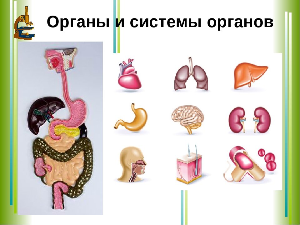 Изображения систем органов человека. Системы органов. Органы и системы органов. Система органов это в биологии. Органы и системы органов человека 8 класс.