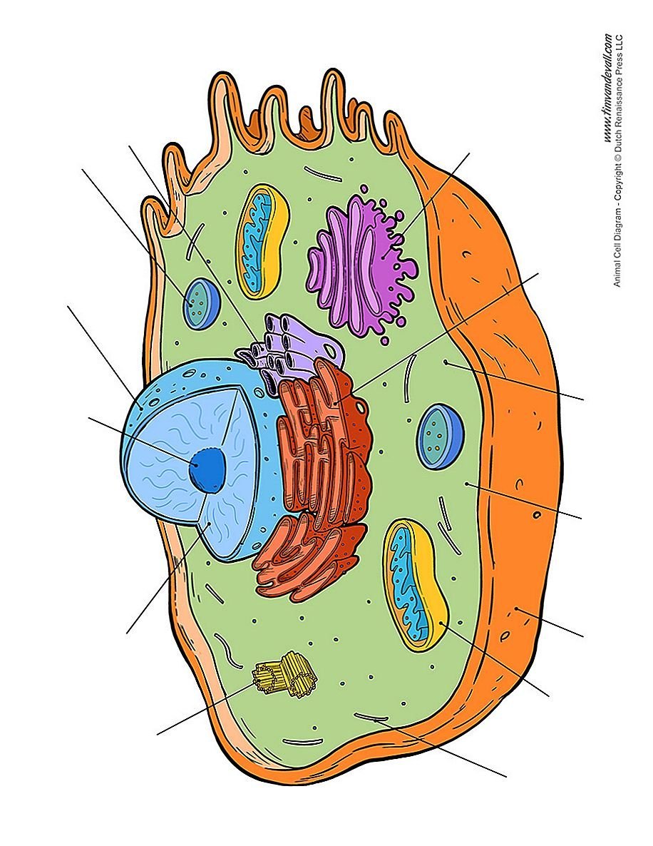 Животная эукариотическая клетка рисунок