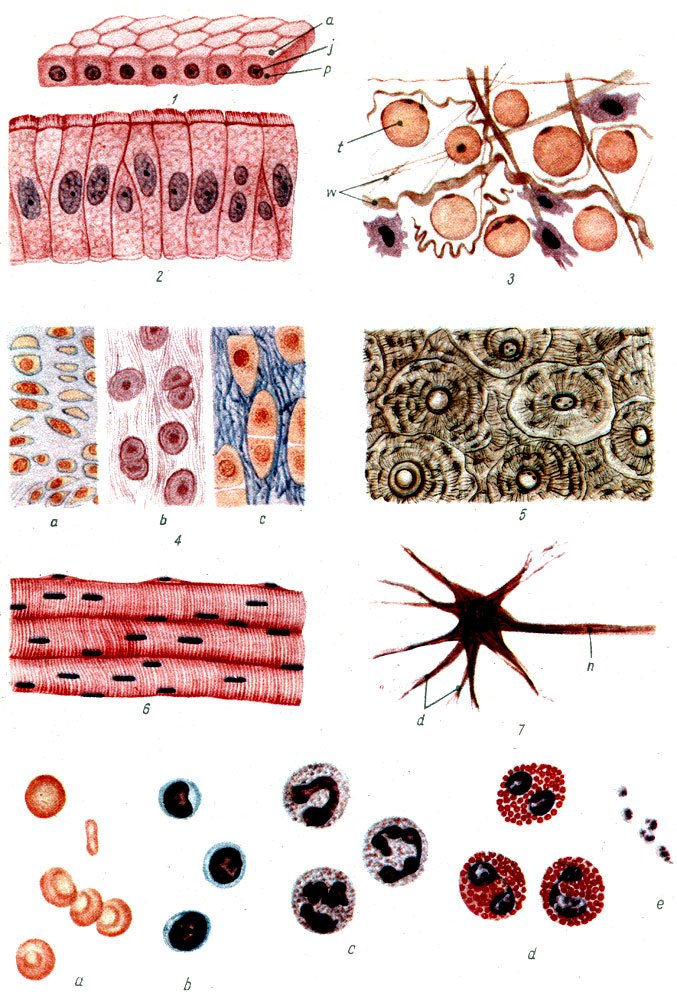 Группы тканей животных. Клетка ткани эпителиальной эпителиоцит. Эпителиальная ткань и соединительная ткань. Кровь соединительная ткань клетки.