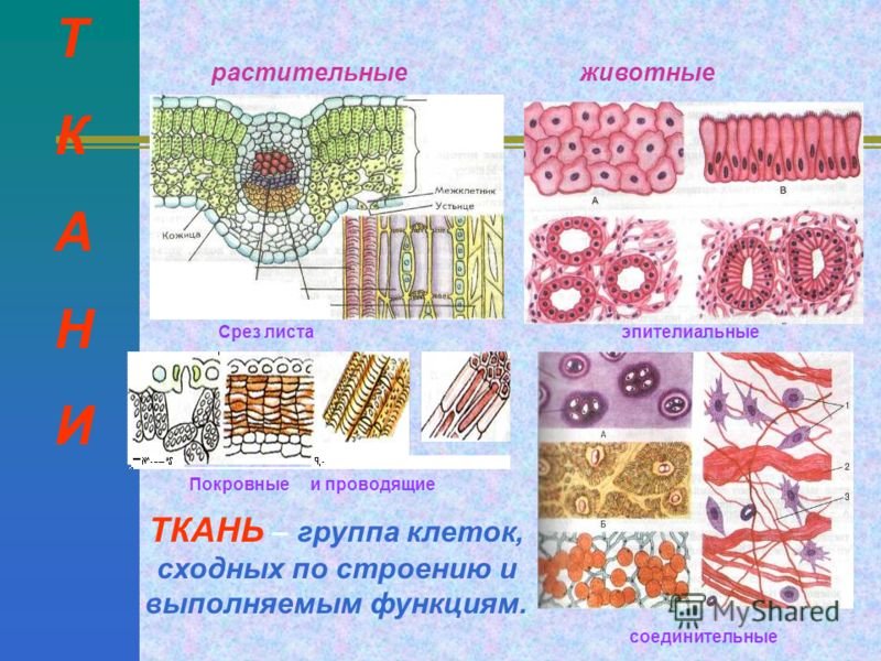 Рисунок группы клеток. Ткани растений 5 класс биология Сивоглазов. Биология 5 класс ткани животных и ткани растений. Ткани растительной клетки 5 класс биология. Строение ткани животных 5 класс.