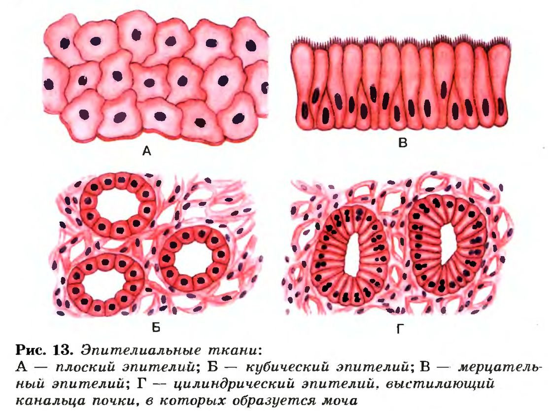 Однослойный кубический эпителий щитовидной железы