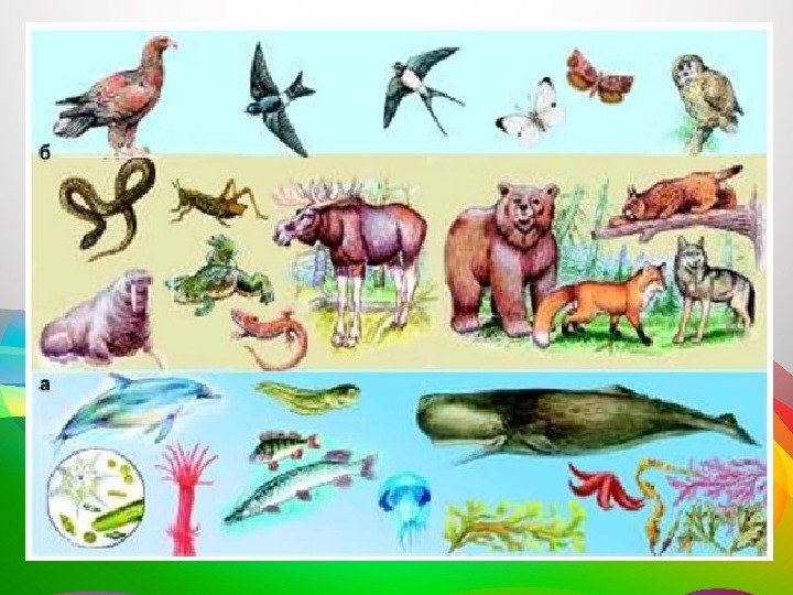 Где обитает большинство организмов. Обитатели среды обитания. Животные разных сред обитания. Обитатели воздушной среды. Обитатели воздушной среды обитания.