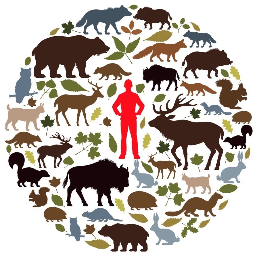 Экология диких животных. Животные в круге. Символ природы и животных. Силуэты лесных животных. Экология животные.