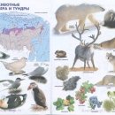 Животные тундры