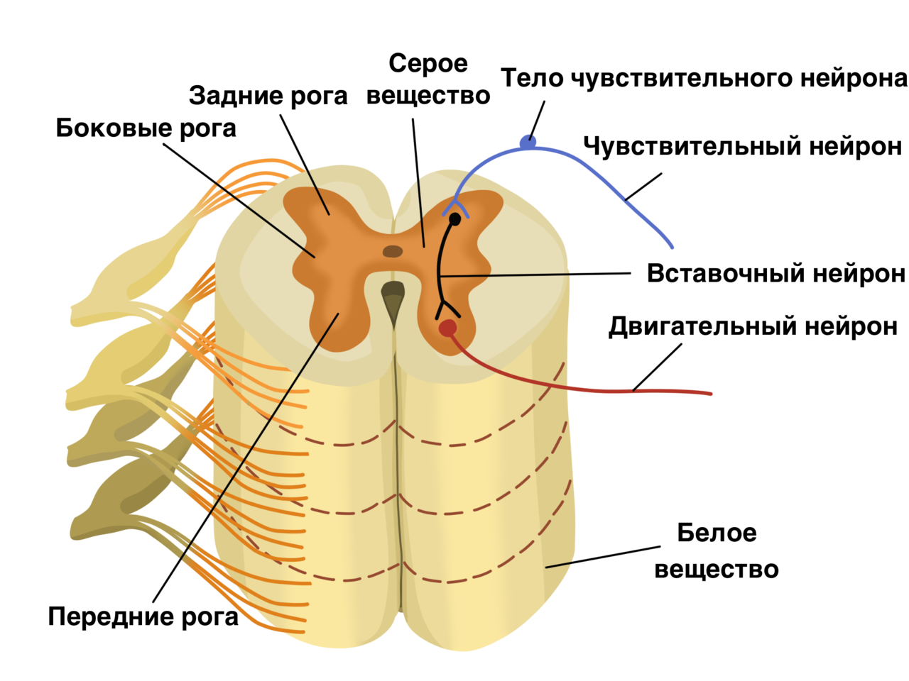 Строение спинного мозга биология. Строение задних Рогов спинного мозга. Задние корешки спинного мозга функции. Задние корешки и передние корешки спинного мозга.