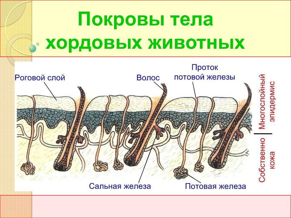 Рассмотри фотографию как называется роговое образование эпидермального происхождения млекопитающих