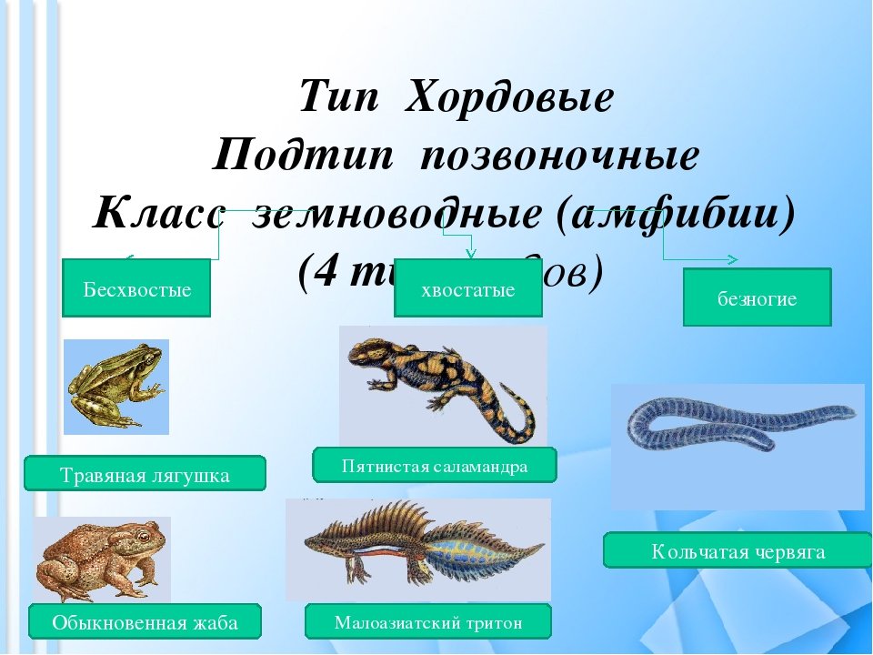 Типы животных в биологии 8 класс