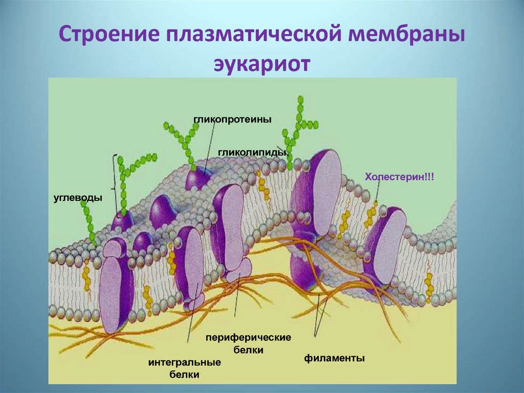 Мембраны клеток эукариот. Структура плазматической мембраны. Клеточная плазматическая мембрана. Схема строения плазматической мембраны. Схема строения плазматической мембраны рис 11.