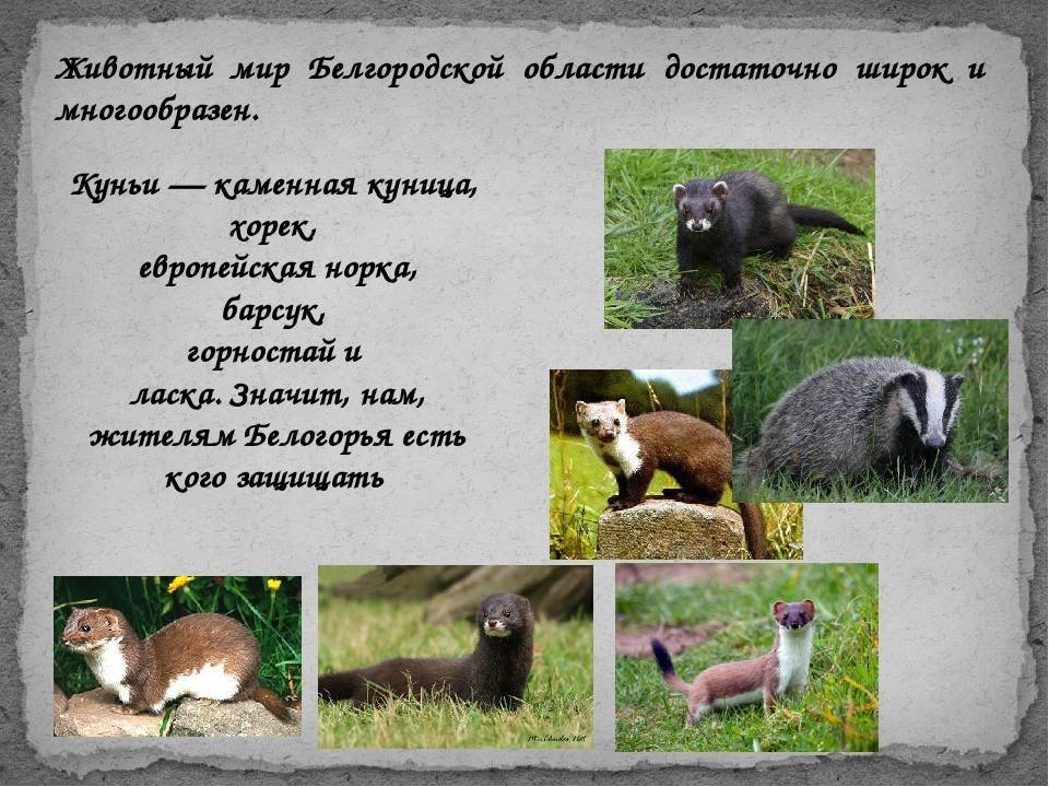 Белгородской области животные фото и описание