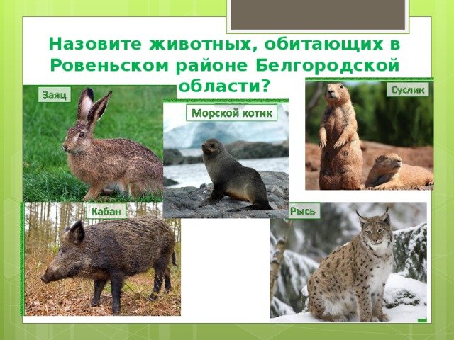 Какие дикие животные обитают в твоем регионе. Животные Белгородской области. Животный мир Белгородской области. Дикие животные Белгородской области. Животные обитающие в Белгородской области.