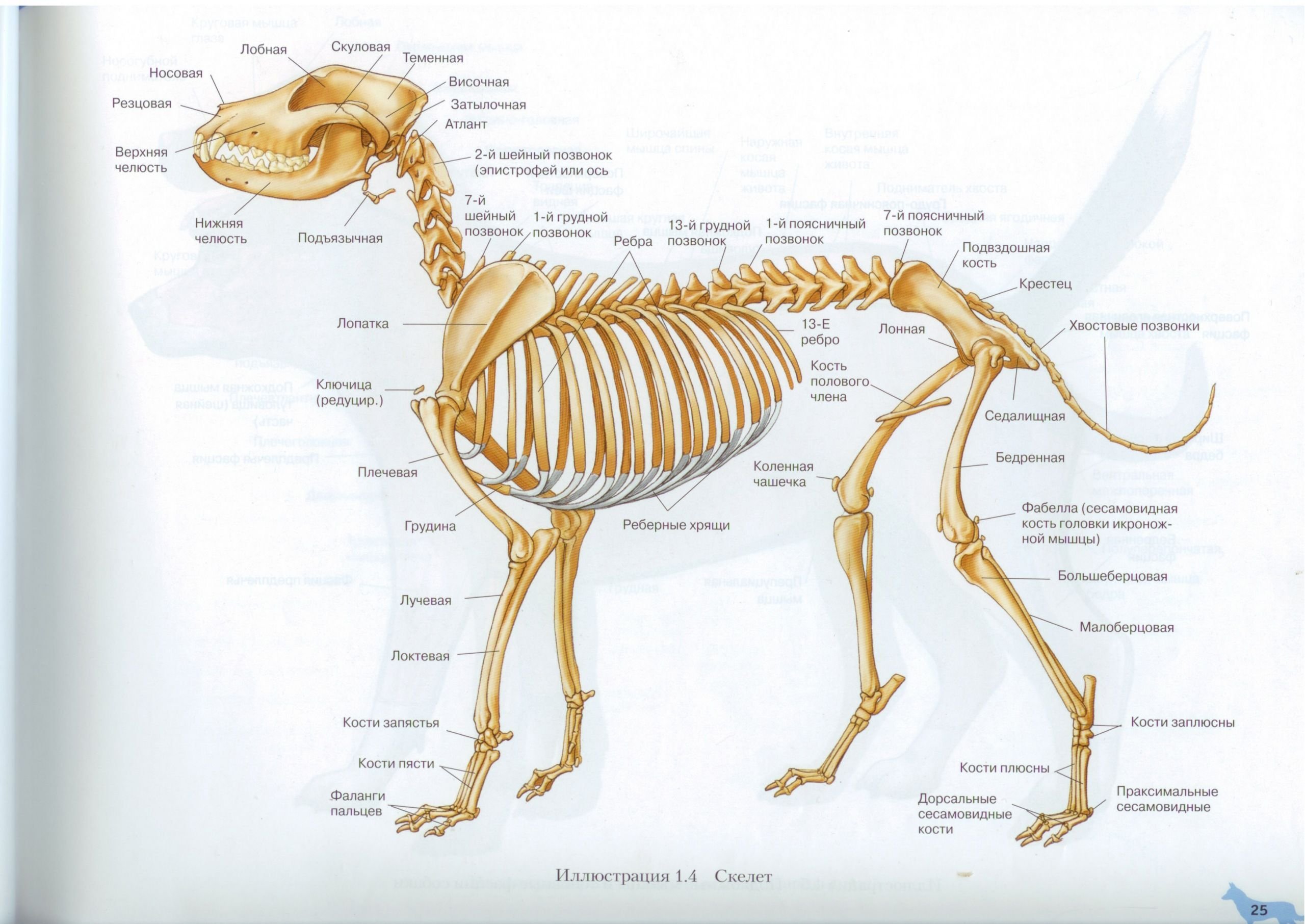 Осевой и периферический скелет собаки