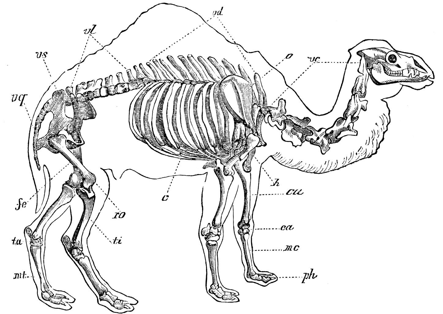 Особенности строения зверей. Скелет верблюда двугорбого. Верблюд двугорбый анатомия скелета. Скелет верблюда строение. Пищеварительная система верблюда.