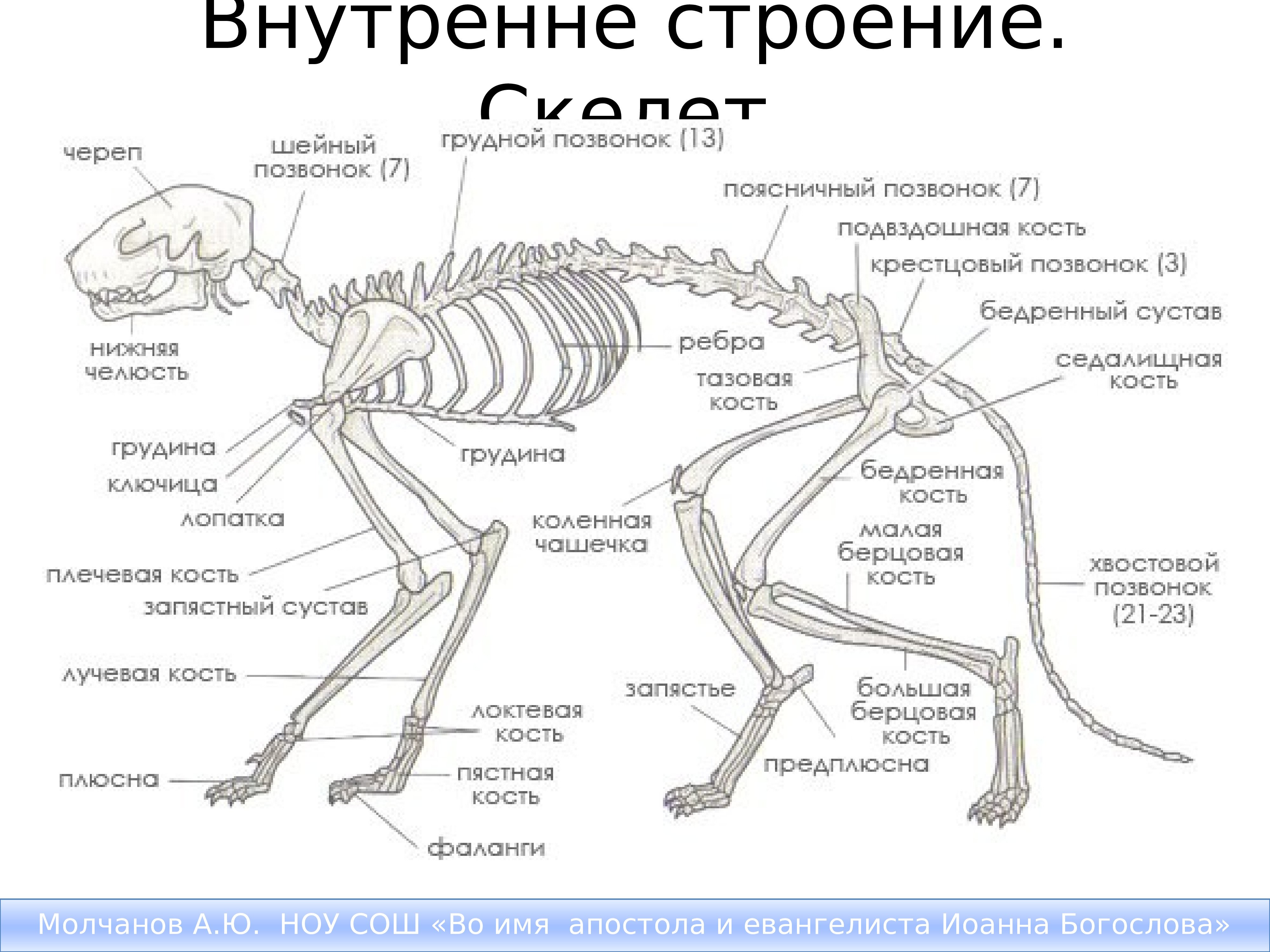 Рисунок ребра животного