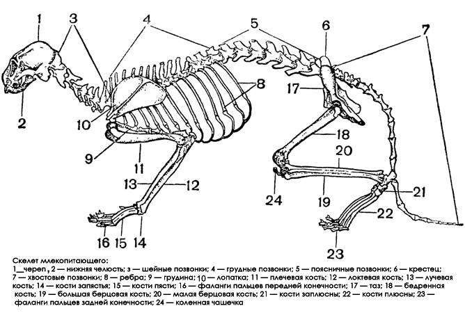 Кости в скелете млекопитающих соединяются между собой. Скелет млекопитающего 7 класс биология. Скелет млекопитающих 7 класс. Скелет млекопитающих схема биология 7 класс. Характерное строение скелета млекопитающих.