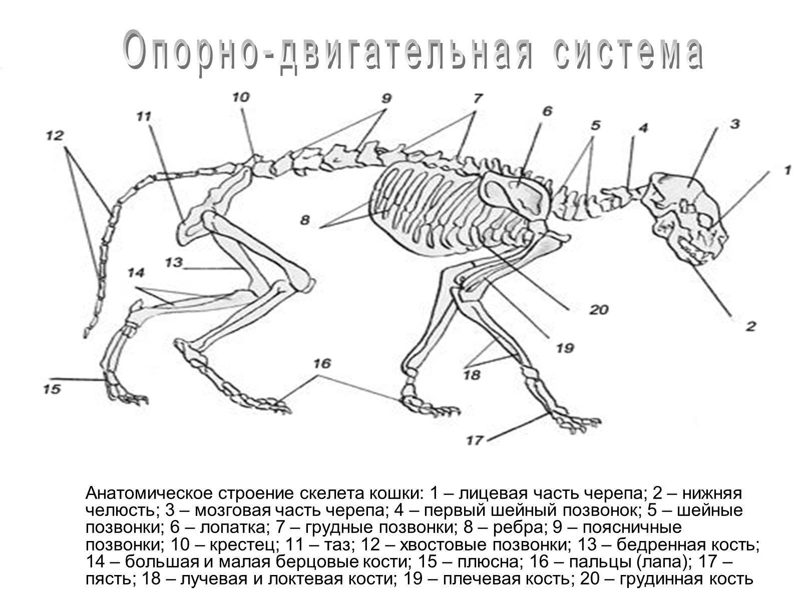 Схема строения скелета млекопитающих