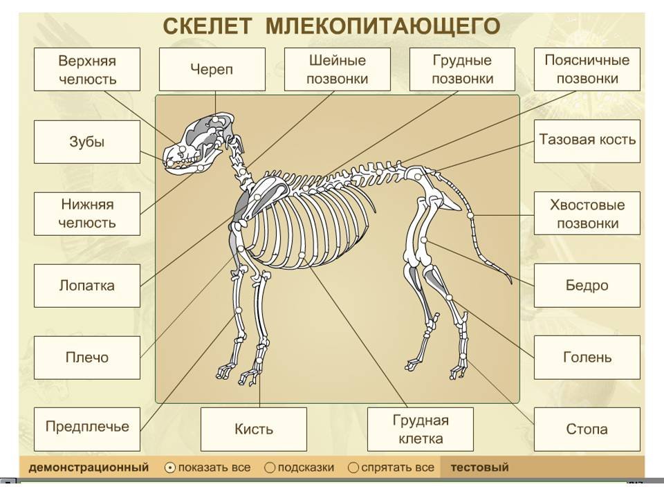 Особенности строения зверей. Скелет млекопитающего 7 класс биология. Скелет млекопитающих схема биология 7. Скелет млекопитающего 8 класс биология. Отделы скелета млекопитающих таблица.