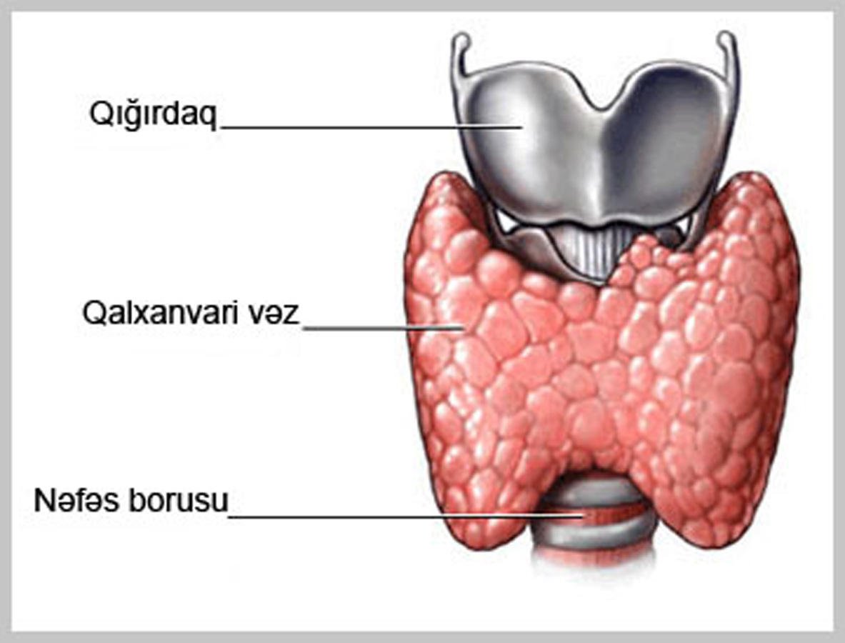 Щитовидная железа животного