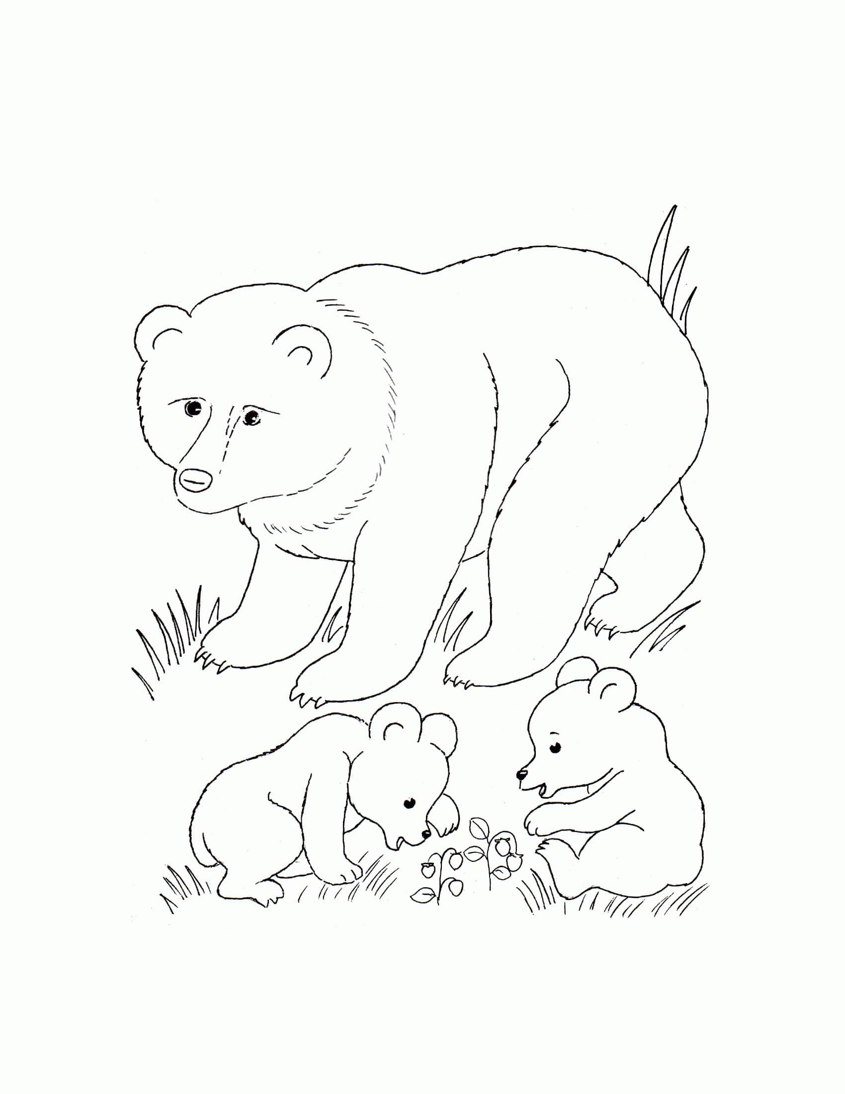 Раскраска Дикие животные медведь для детей
