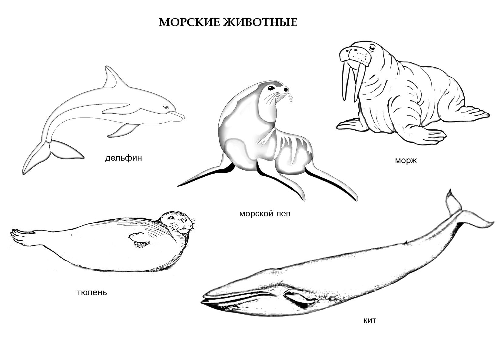 Сравните образ жизни тюленя и кита. Раскраска морские обитатели. Морские млекопитающие раскраска. Рисунки морских животных. Морские обитатели картинки для детей раскраски.