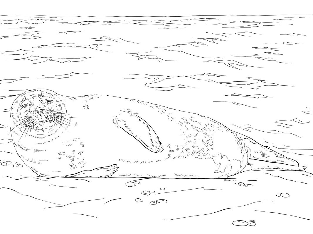 Морской леопард раскраска