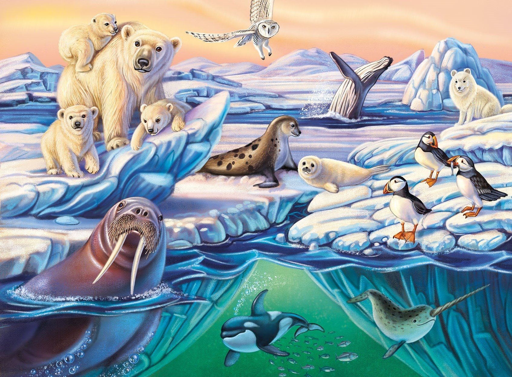 Обитатели Северного Ледовитого океана