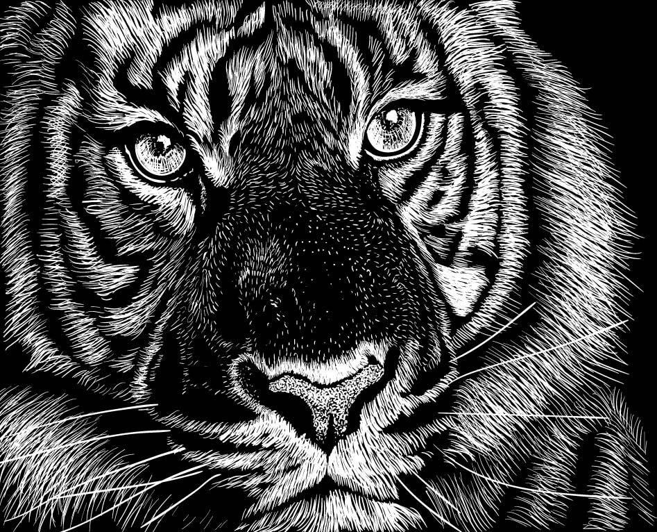 Черно белое изображение файла. Черно белое изображение. Тигр чб. Тигр Графика. Тигр черно белый.