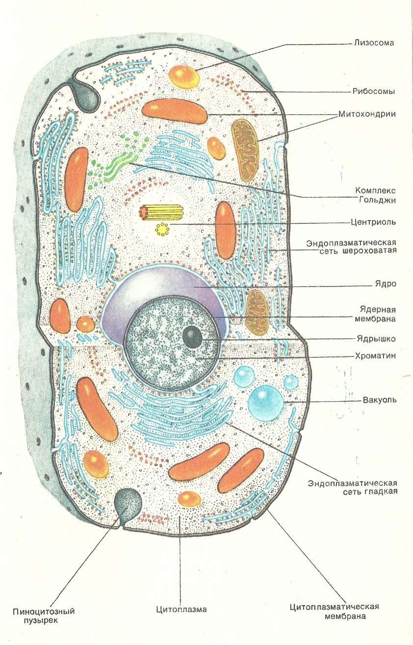 Строение клетки человека рисунок