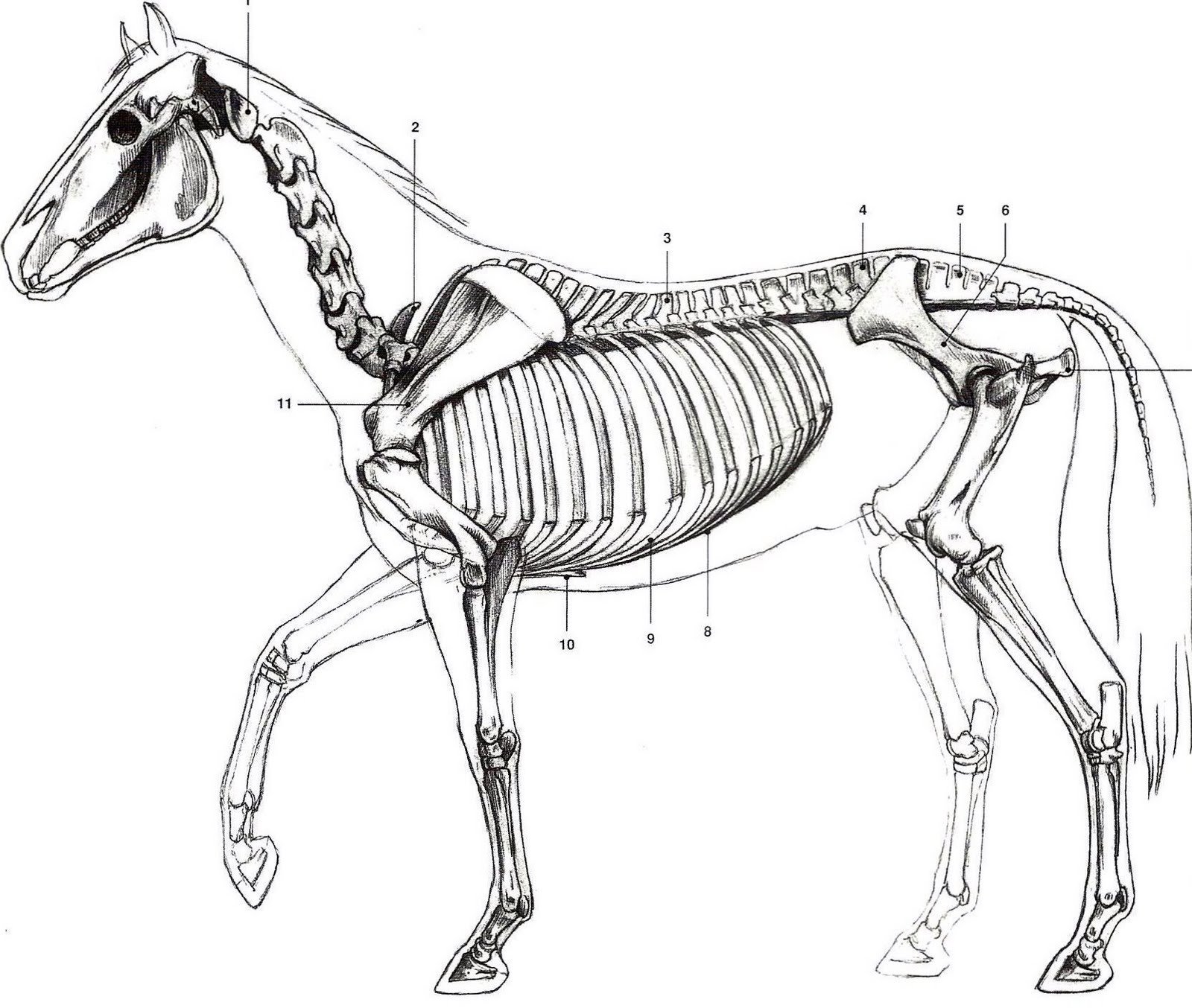 Осевой скелет лошади анатомия