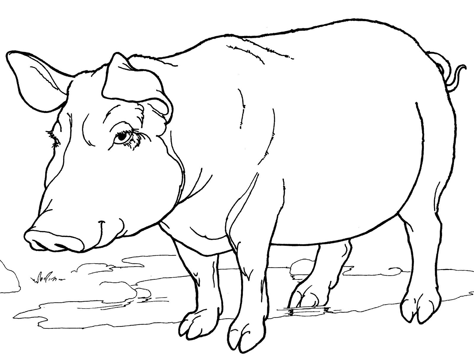 Рисунок коровы для раскрашивания