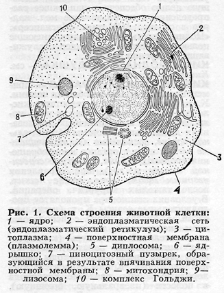 Органоиды животной клетки схема