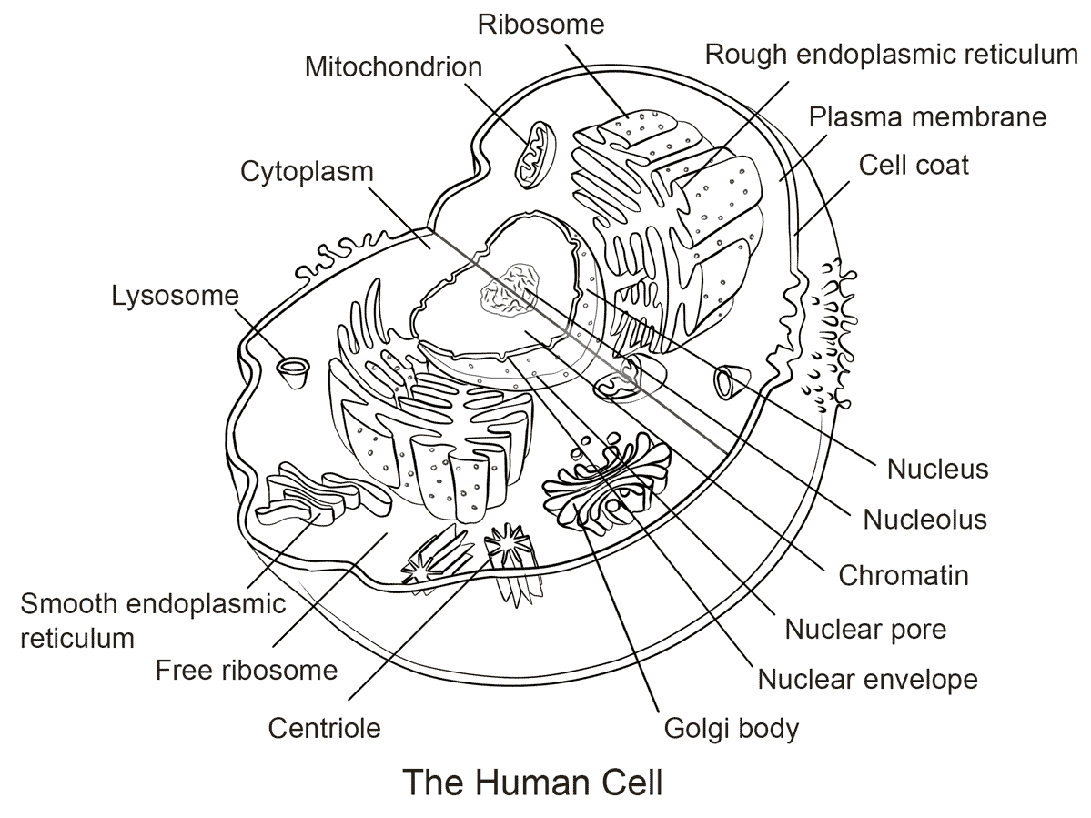 строение клетки животная клетка раст фото 48