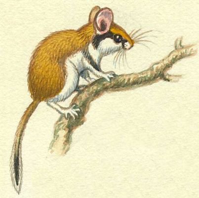 Садовая Соня рисунок