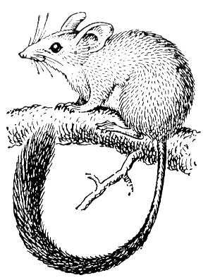 Соня полчок рисунок