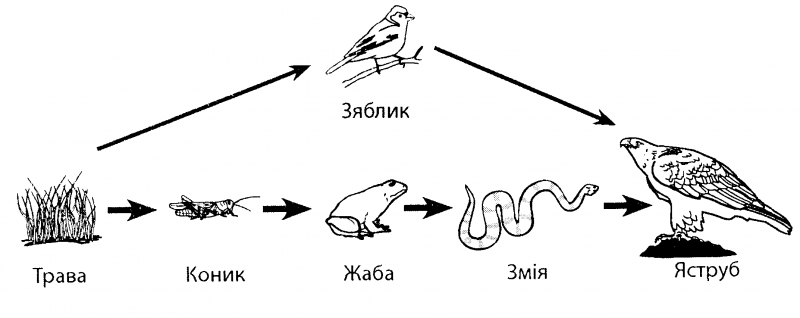 На данной схеме показана пищевая цепочка трава саранча змея орел