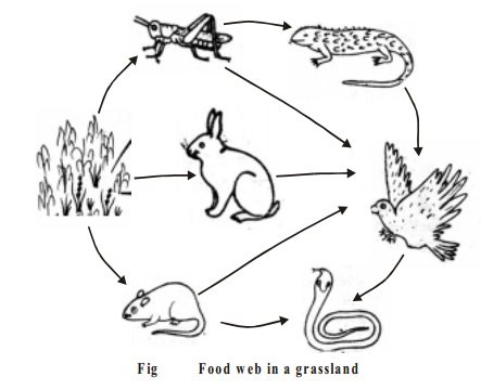 Рисунок пищевой цепи биология 5 класс