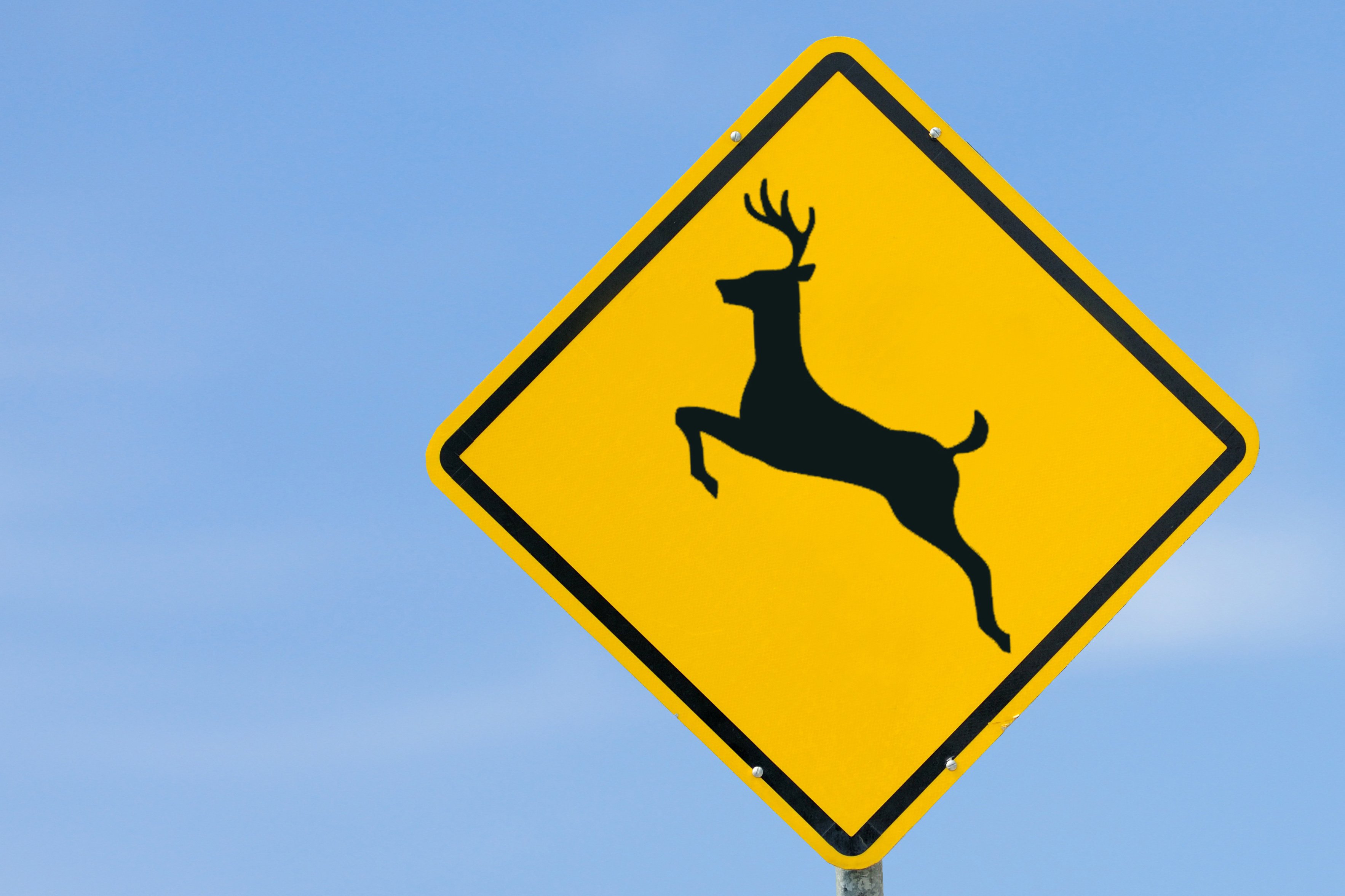Осторожно олени. Знак осторожно олени. Знак Дикие животные. Дорожный знак олень. Дорожный знак животные.