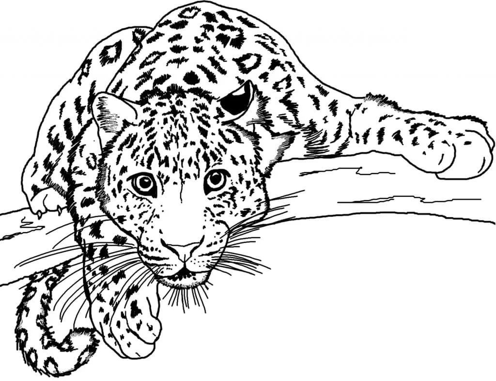 Дальневосточный Амурский леопард рисунок