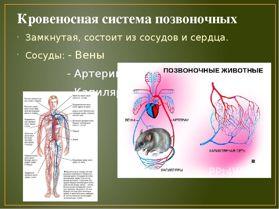 Укажите название органа кровеносной системы человека. Кровеносная система человека 6 класс биология. Кровеносная система 6 класс биология. Строение кровеносной системы. Кровеносная система схема.