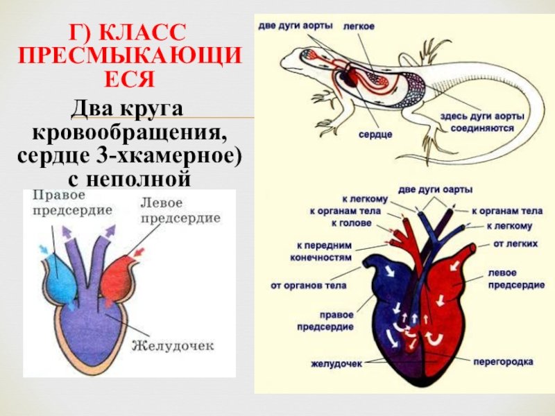 Животное имеет один круг кровообращения. Кровеносная система рептилий 2 круга кровообращения. Кровеносная система рептилий 7 класс. Органы кровеносной системы пресмыкающихся. Строение сердца пресмыкающихся.