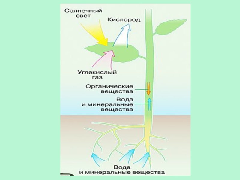 Какие вещества передвигаются по сосудам. Схема движения веществ в растении. Схема передвижения питательных веществ по растению. Передвижение Минеральных веществ в растении. Схема обмена веществ у растений.