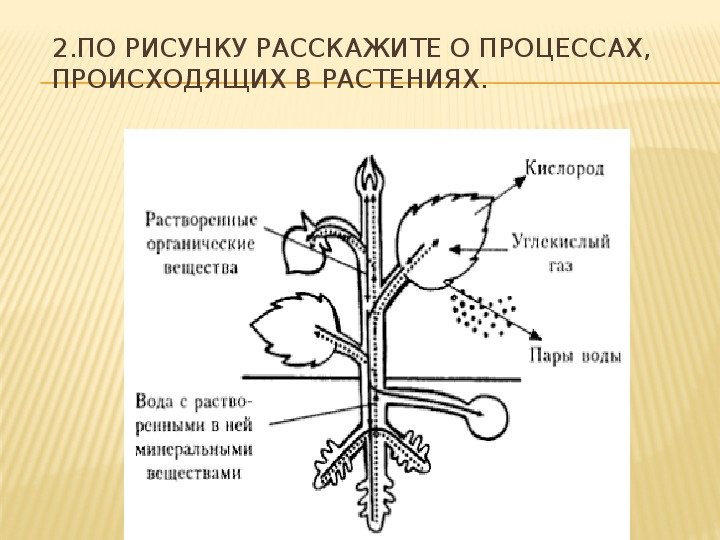Какие бывают процессы в биологии 6 класс. Процесс жизнедеятельности растений схема. Схема жизнедеятельности растений 6 класс биология. Жизнедеятельность растений. Основные процессы жизнедеятельности растений.