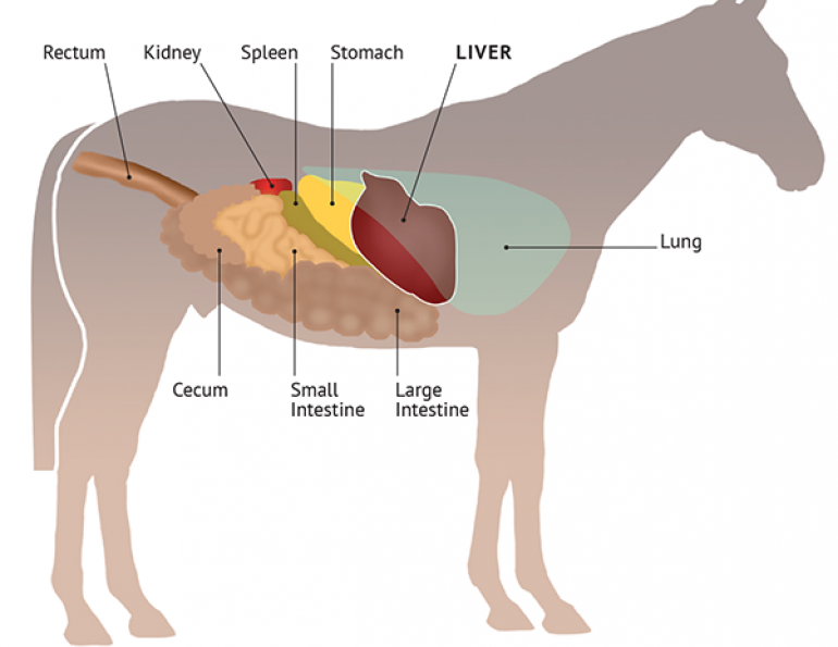 Селезенка лошади топография. Топография печени лошади. Печень лошади анатомия строение. Селезенка лошади анатомия. У каких животных печень