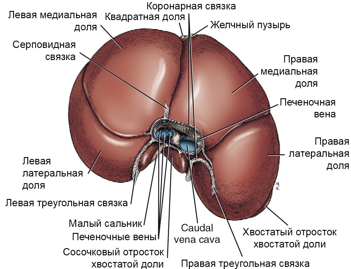 Печень части органа. Строение печени анатомия доли. Сосочковый отросток хвостатой доли печени.